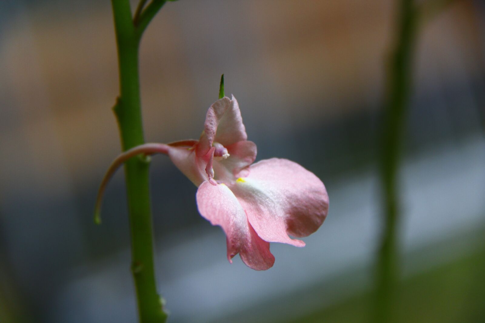 Canon EOS 500D (EOS Rebel T1i / EOS Kiss X3) sample photo. Flower, pink, nature photography