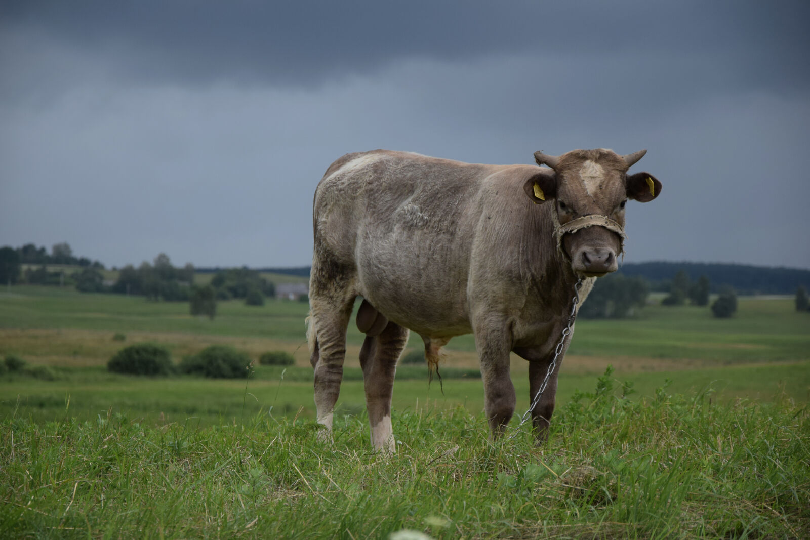 Nikon D3300 sample photo. Bull, cow, dark, clouds photography