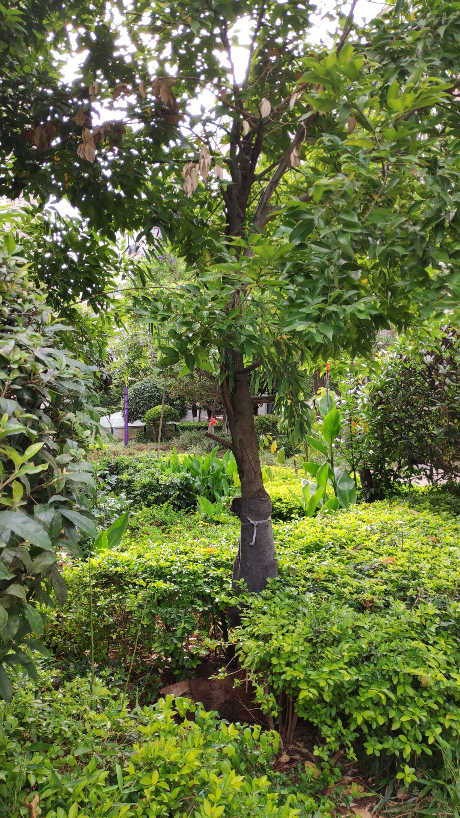 Xiaomi MI 8 SE sample photo. Plant, trees, summer photography
