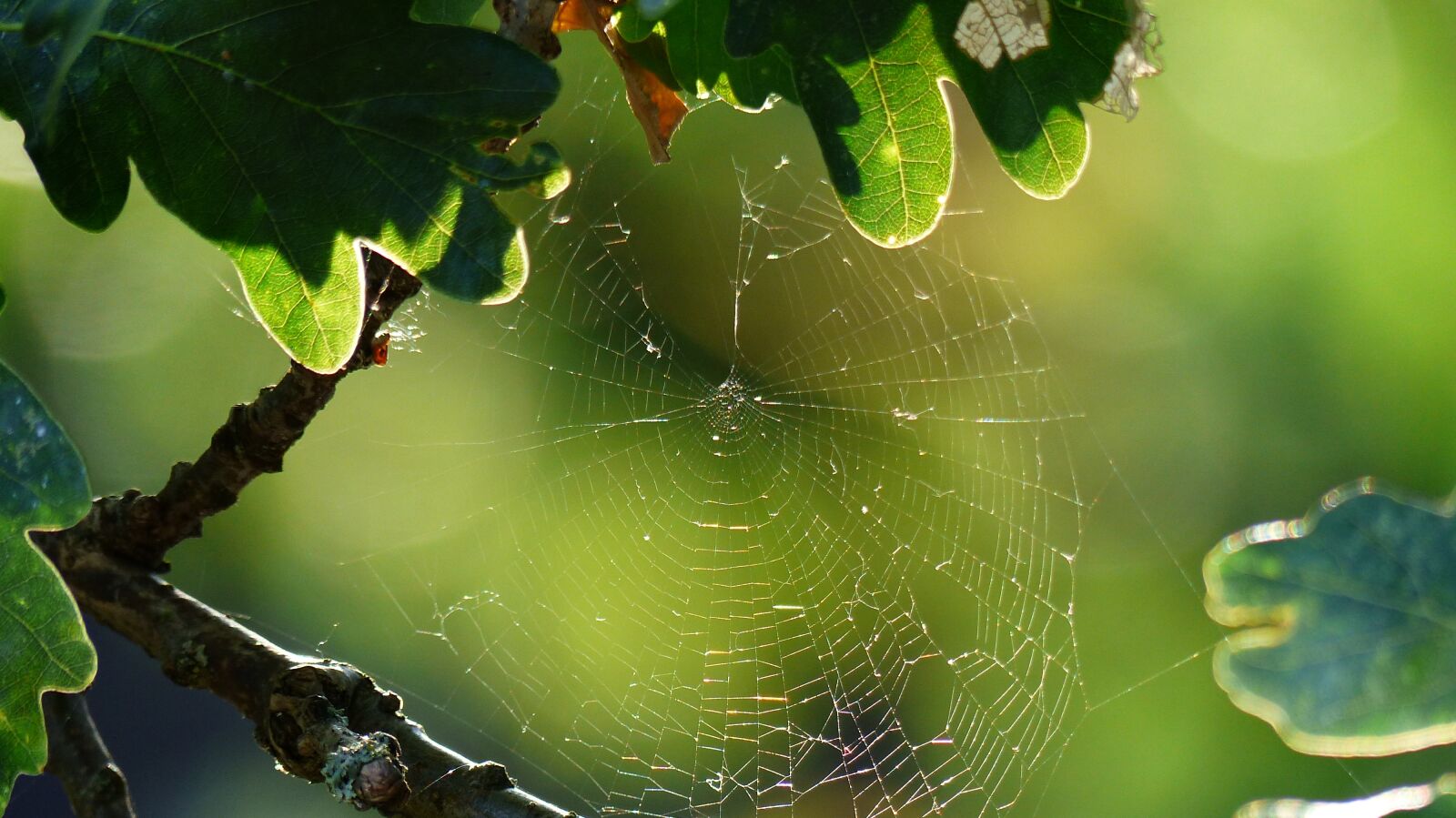 Panasonic Lumix DMC-FZ200 sample photo. Spiderweb, rain, dew photography