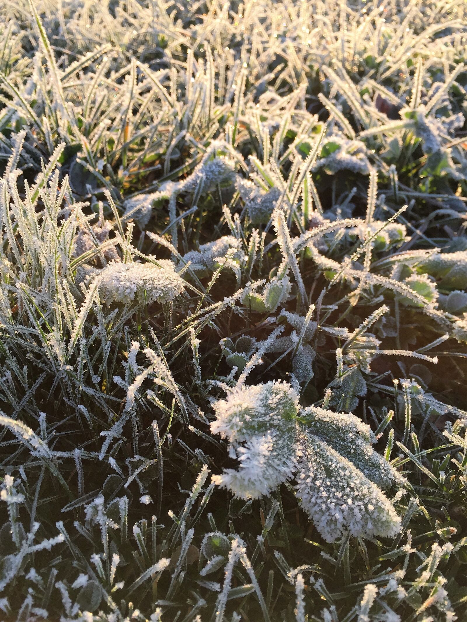 Apple iPhone 6 sample photo. Hoarfrost, meadow, winter photography