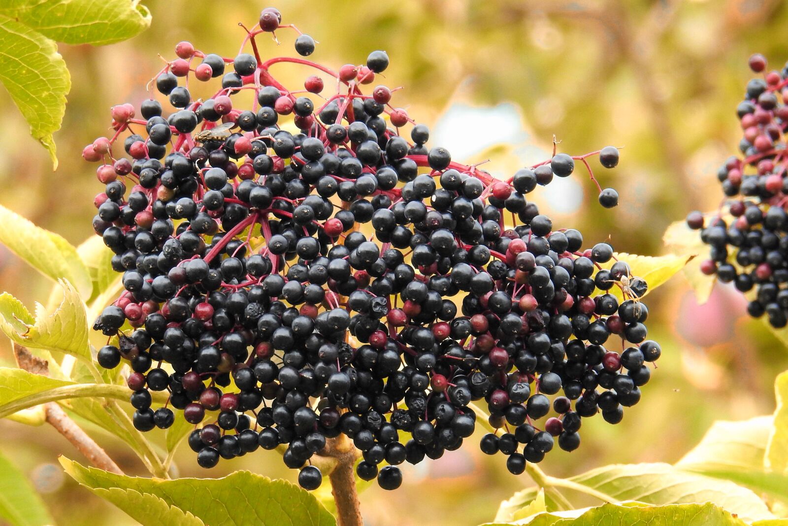 Nikon Coolpix P900 sample photo. Elderberries, elder, black elderberry photography