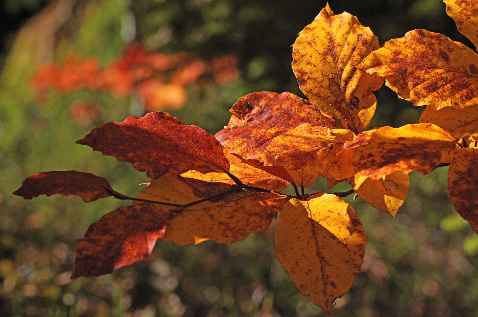 Canon EOS 5D Mark II sample photo. Foliage, zesch e list photography