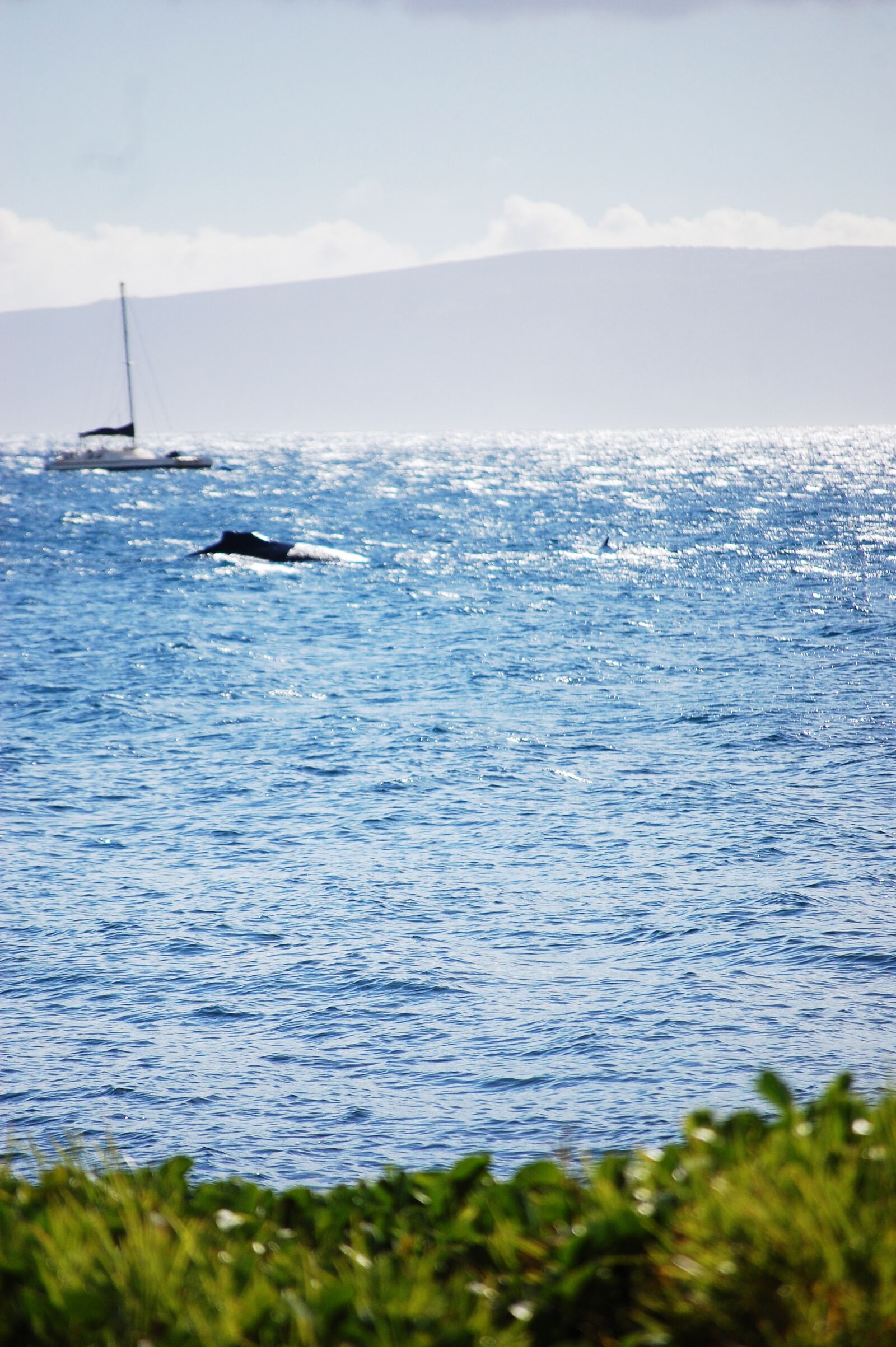 Nikon D40 sample photo. Hawaii, whale, ocean photography