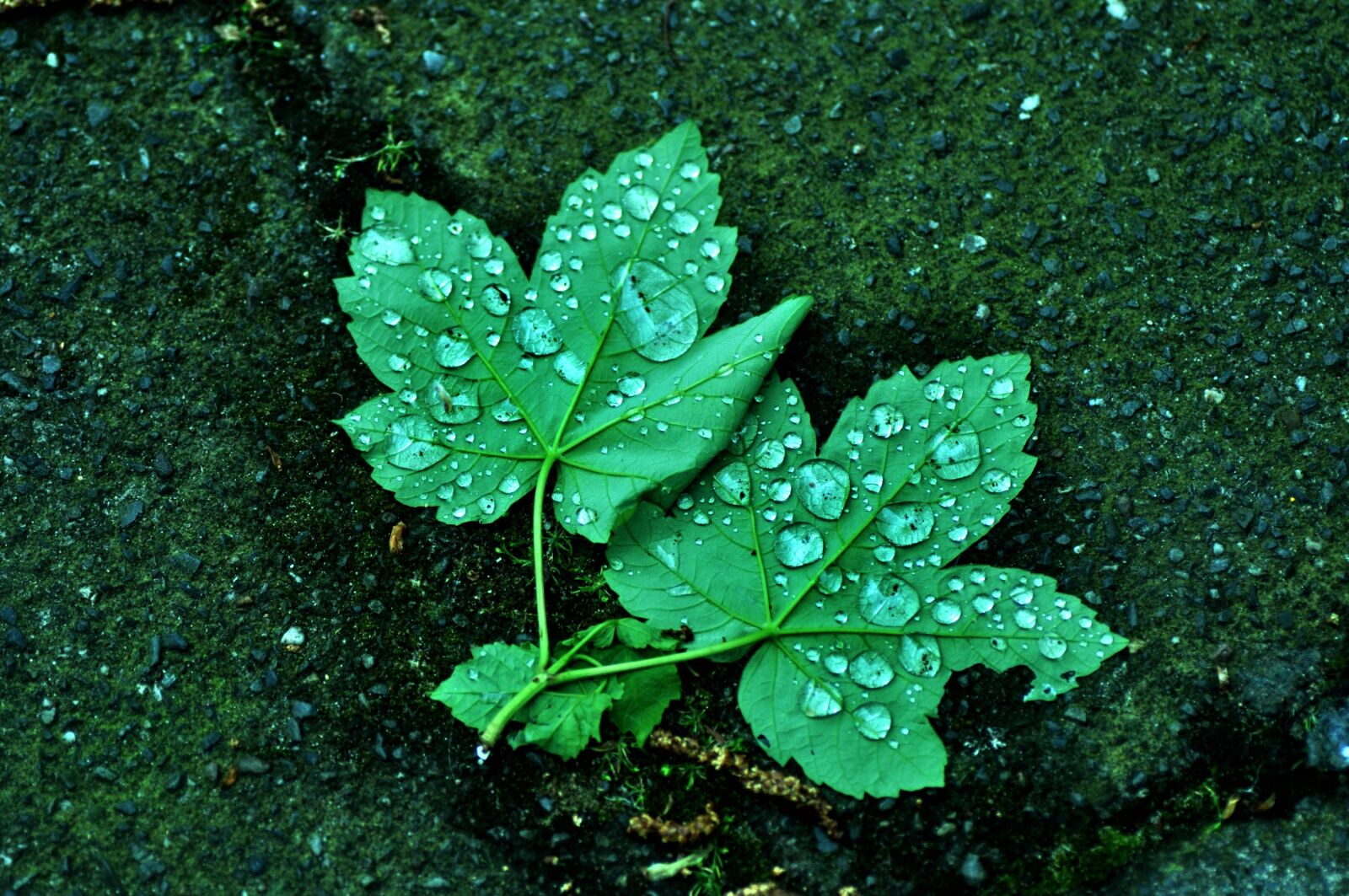 Nikon D90 sample photo. Plant, leaf, water photography