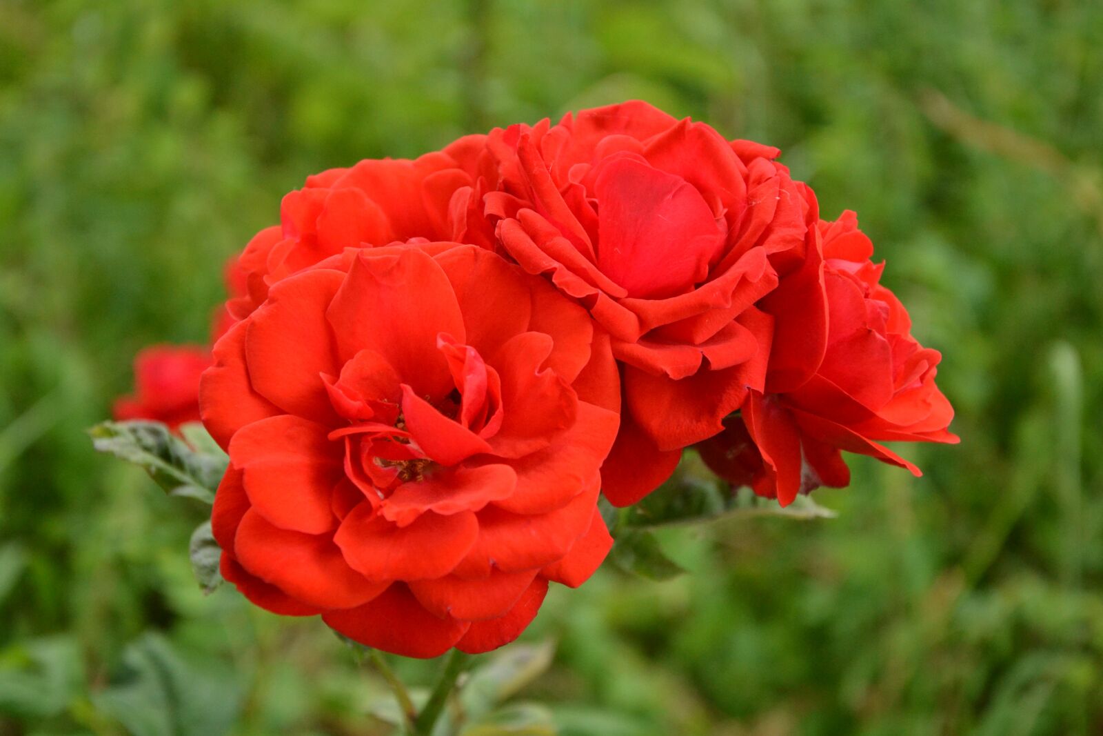 Nikon D3100 sample photo. Flower, nature, plant photography