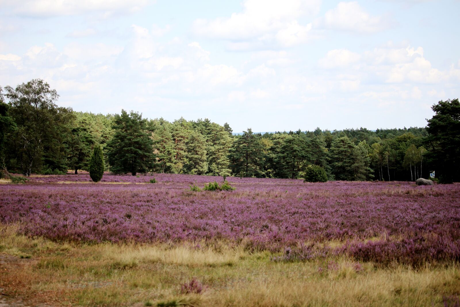 Canon EF-S 55-250mm F4-5.6 IS STM sample photo. L neburg heath, heath photography