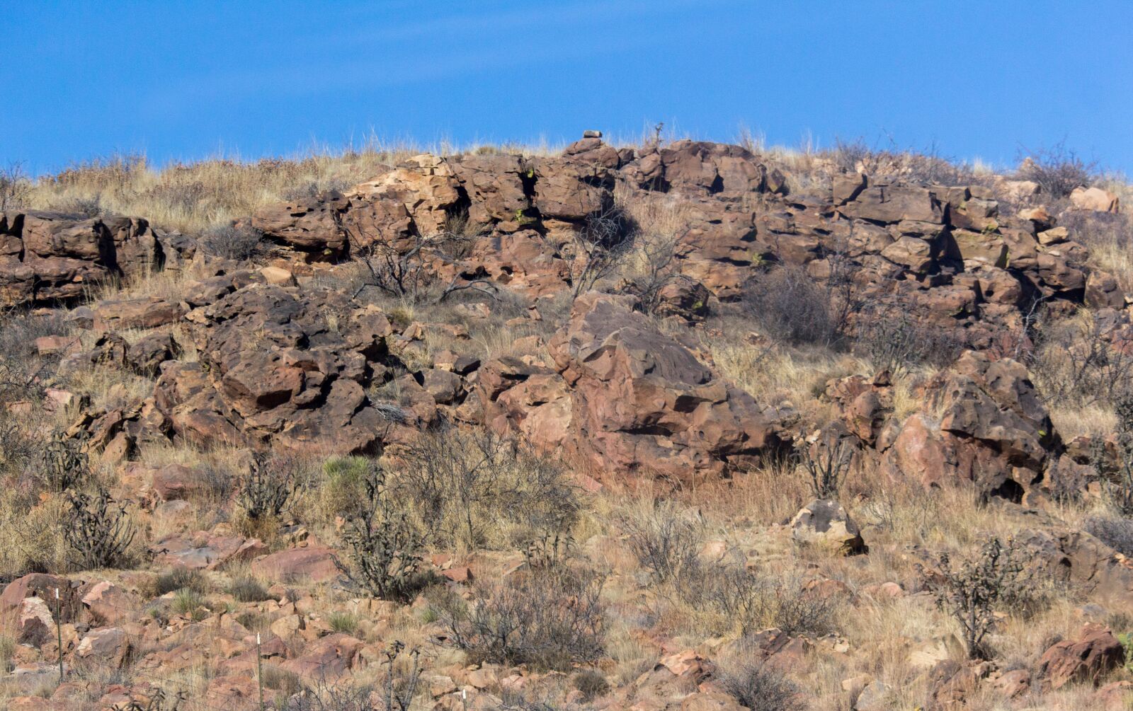 Canon EOS 700D (EOS Rebel T5i / EOS Kiss X7i) sample photo. Desert, dry, nature photography