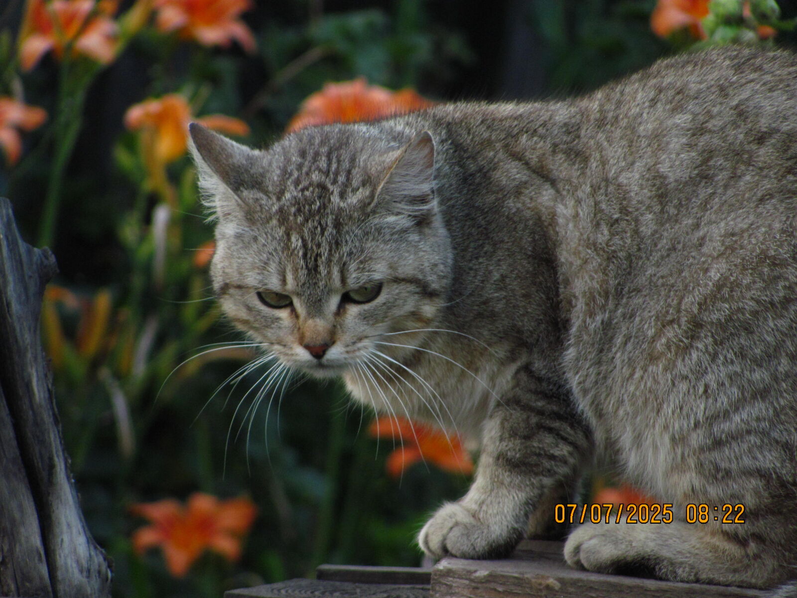 Canon PowerShot SX120 IS sample photo
