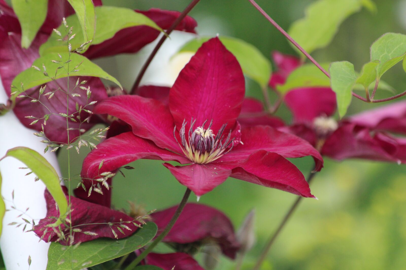 Canon EOS 650D (EOS Rebel T4i / EOS Kiss X6i) sample photo. Clematis, flower, plant photography