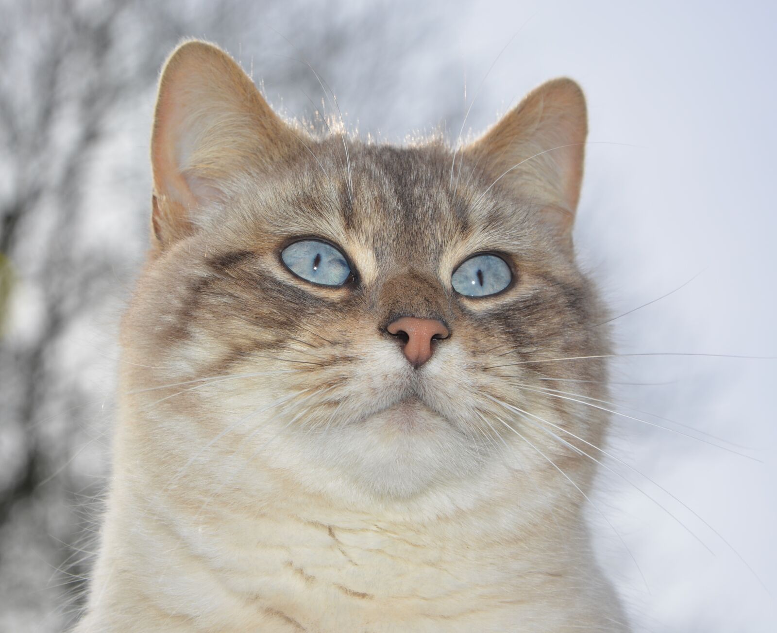 Nikon D5200 sample photo. Cat, pussy nala, truffle photography