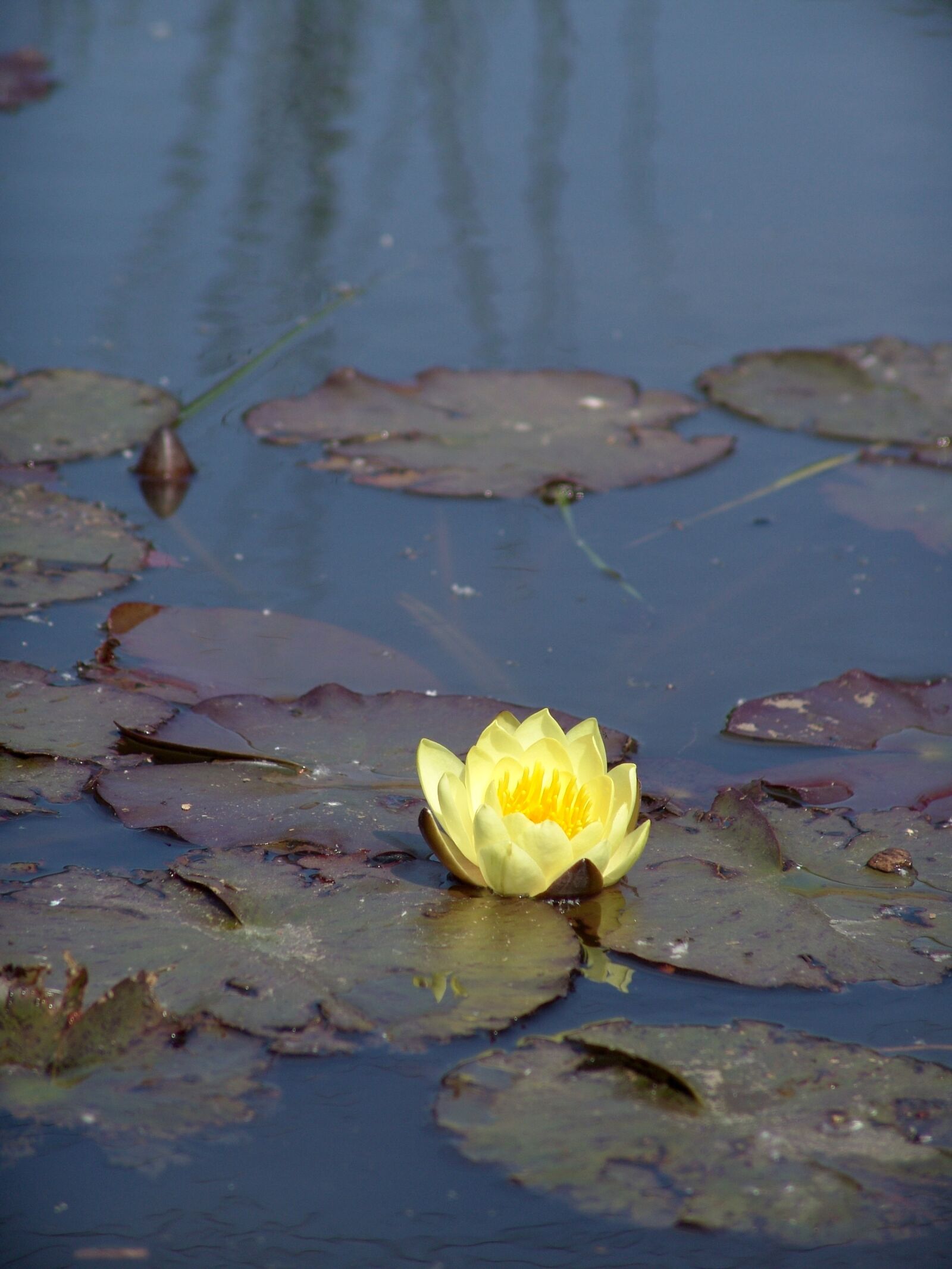 Sony DSC-F828 sample photo. Water lily, yellow flower photography