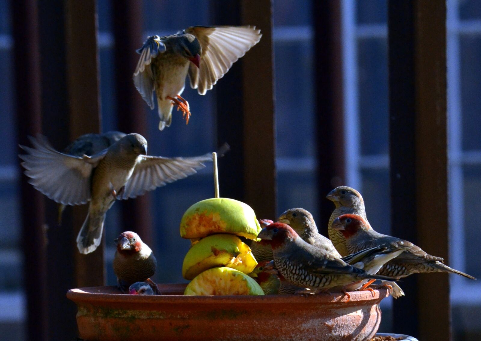 Nikon D3100 sample photo. Birds, sparrow, apple photography