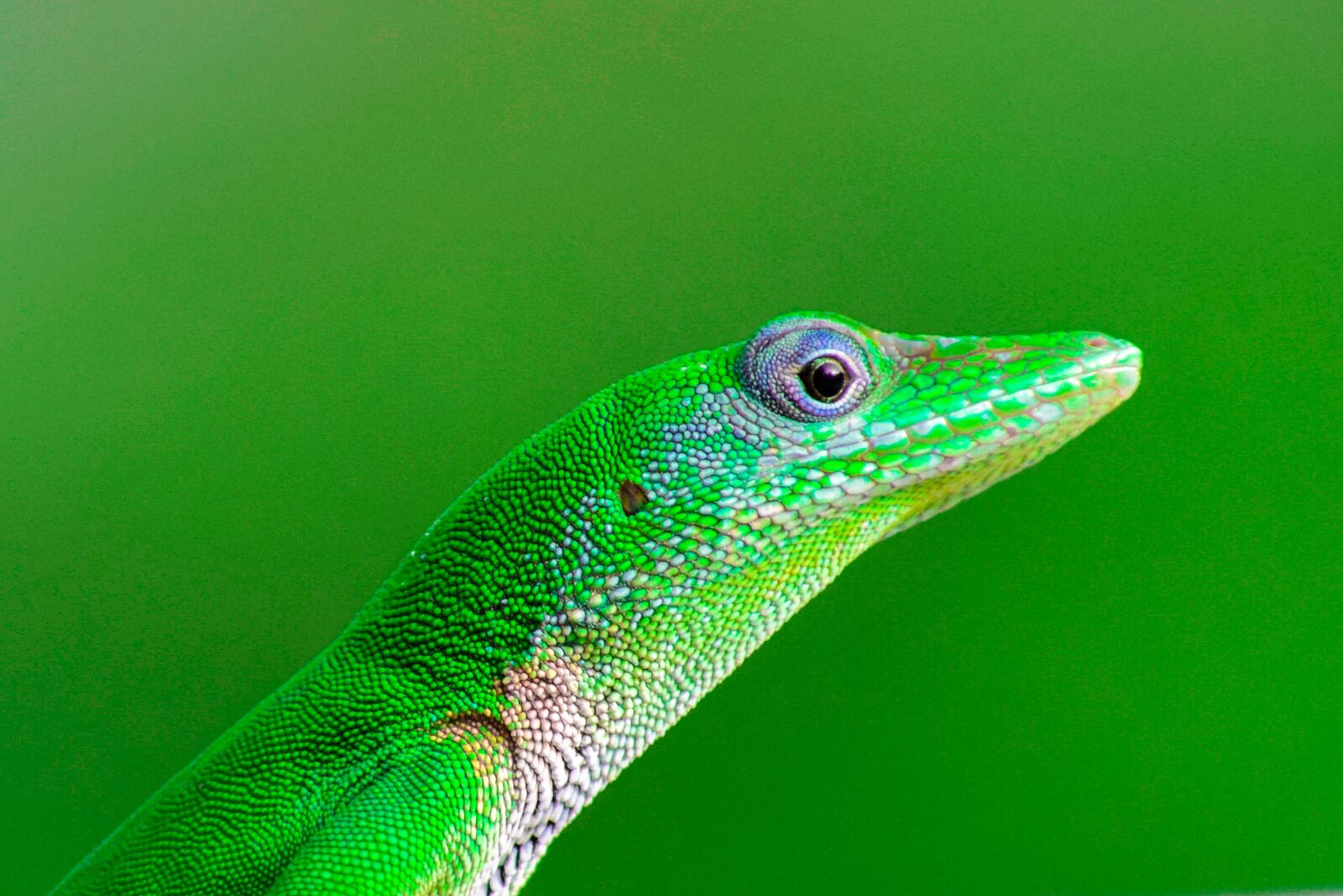 Nikon D5300 sample photo. Lizard, reptiles, green photography