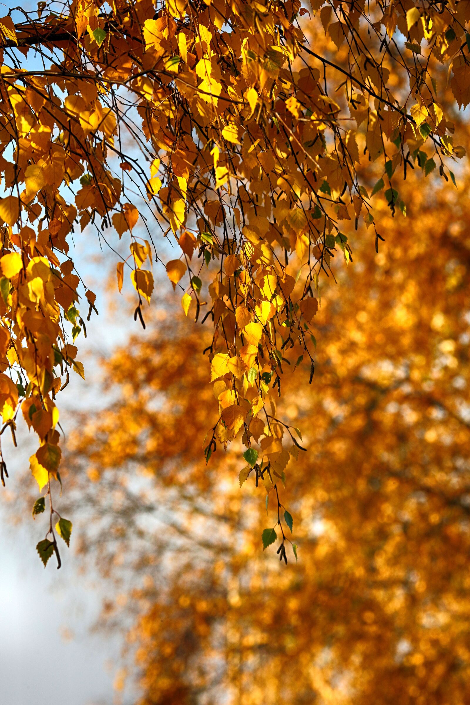 Canon EOS 7D Mark II + Canon EF 135mm F2L USM sample photo. Birch, leaves, autumn photography