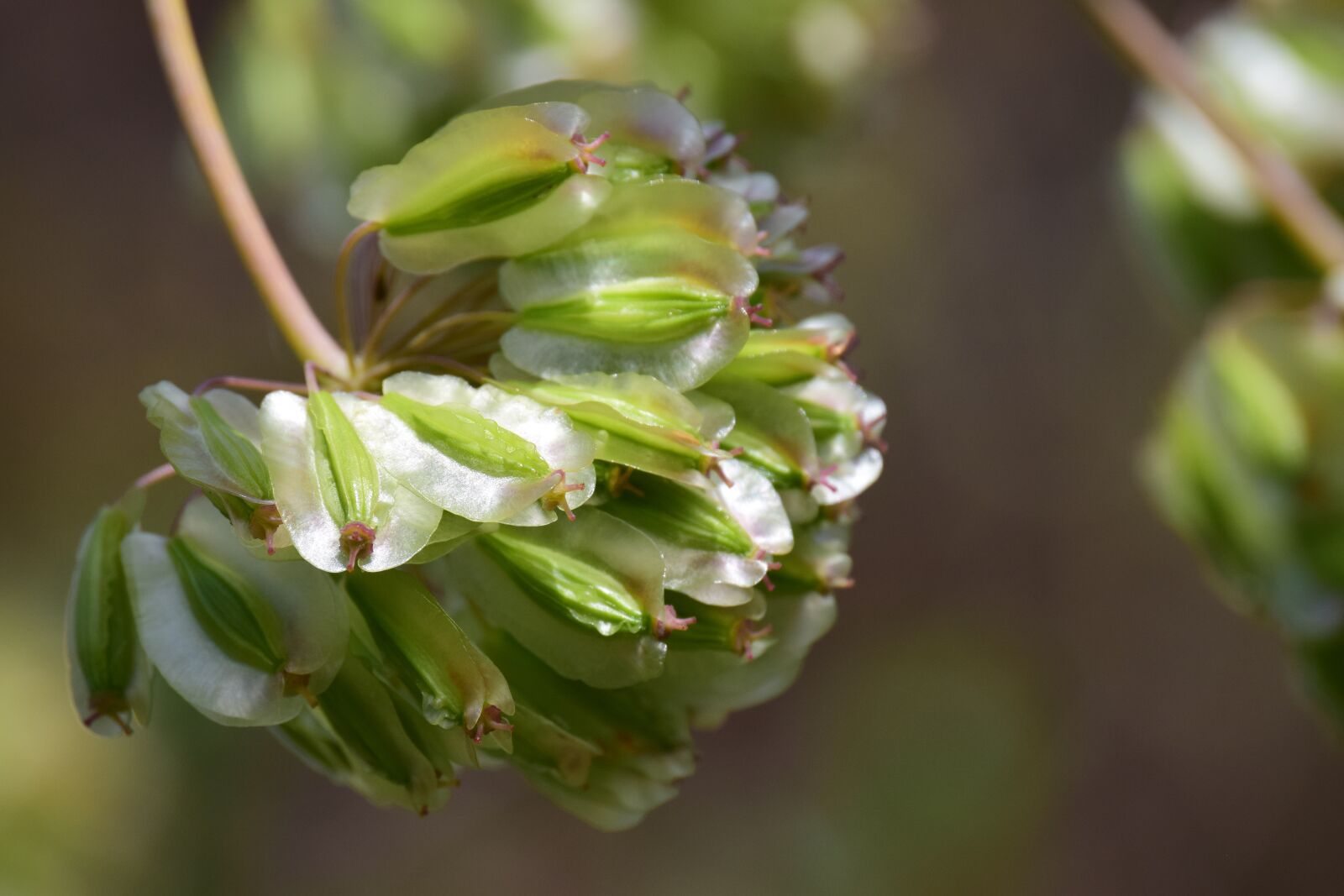 Nikon D3300 sample photo. Same, fennel, wild fennel photography