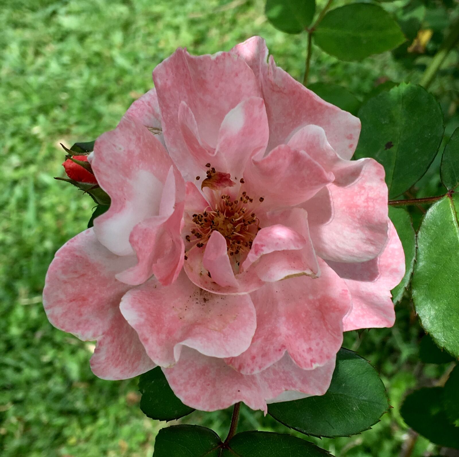 Apple iPhone 6s Plus sample photo. Pink rose, pink petals photography
