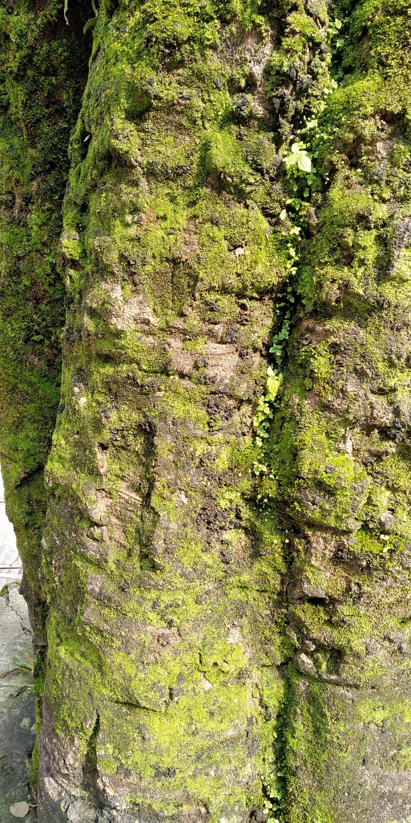 Xiaomi Redmi 5 Plus sample photo. Tree, nature, bark photography