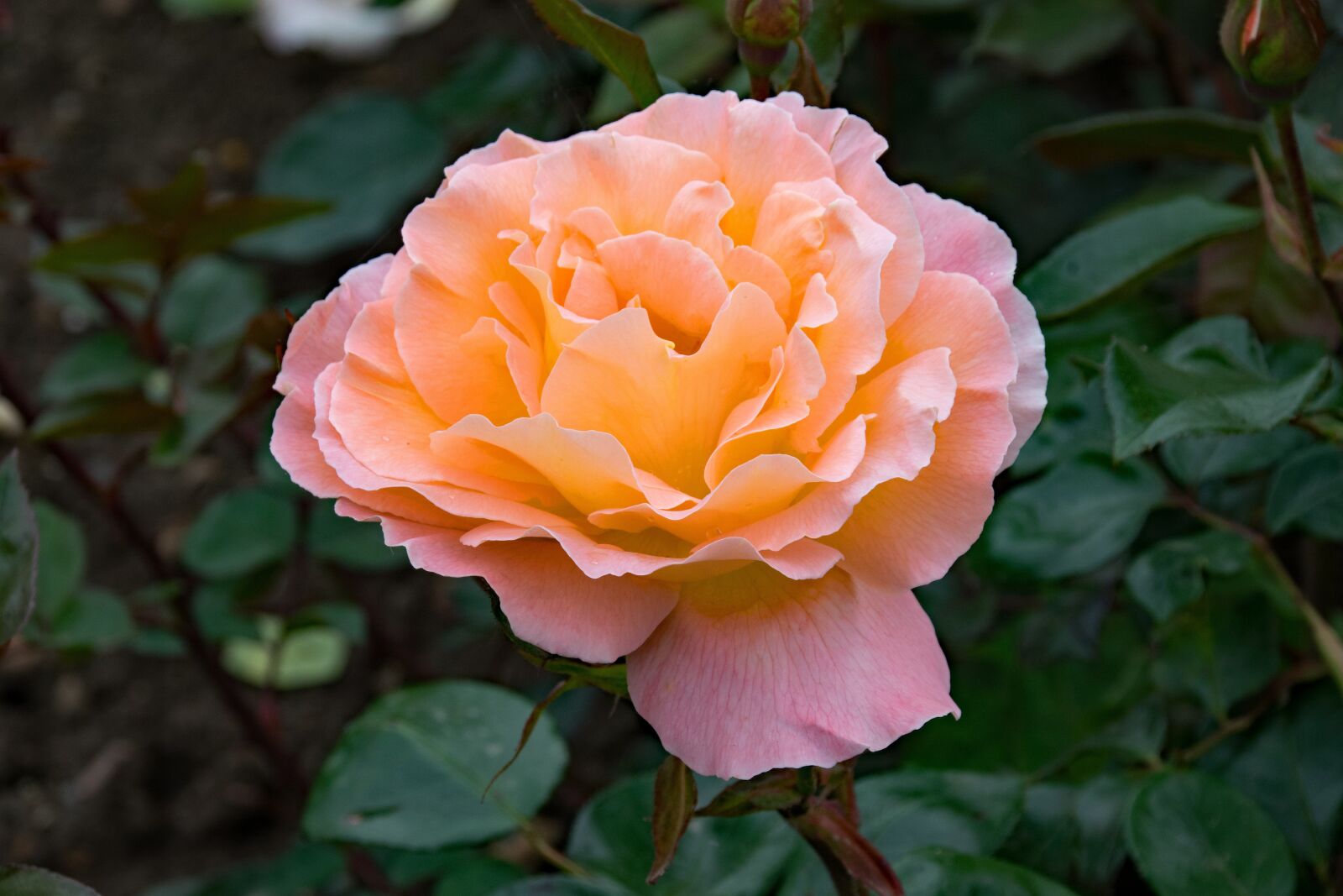 Nikon D5300 sample photo. Rose, rosemary harkness, floribunda photography