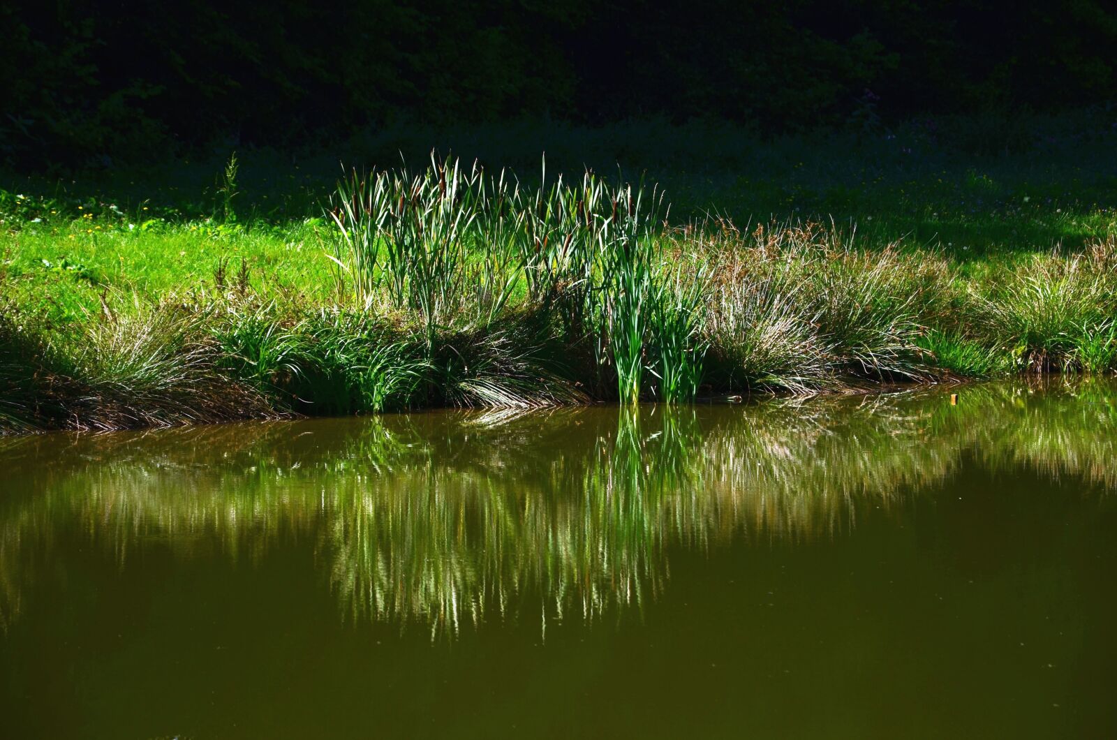 Nikon D5100 sample photo. Lake, coast, grass, water photography