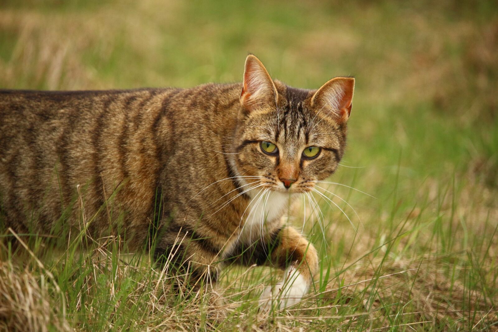 Canon EOS 100D (EOS Rebel SL1 / EOS Kiss X7) sample photo. Cat, domestic cat, tiger photography