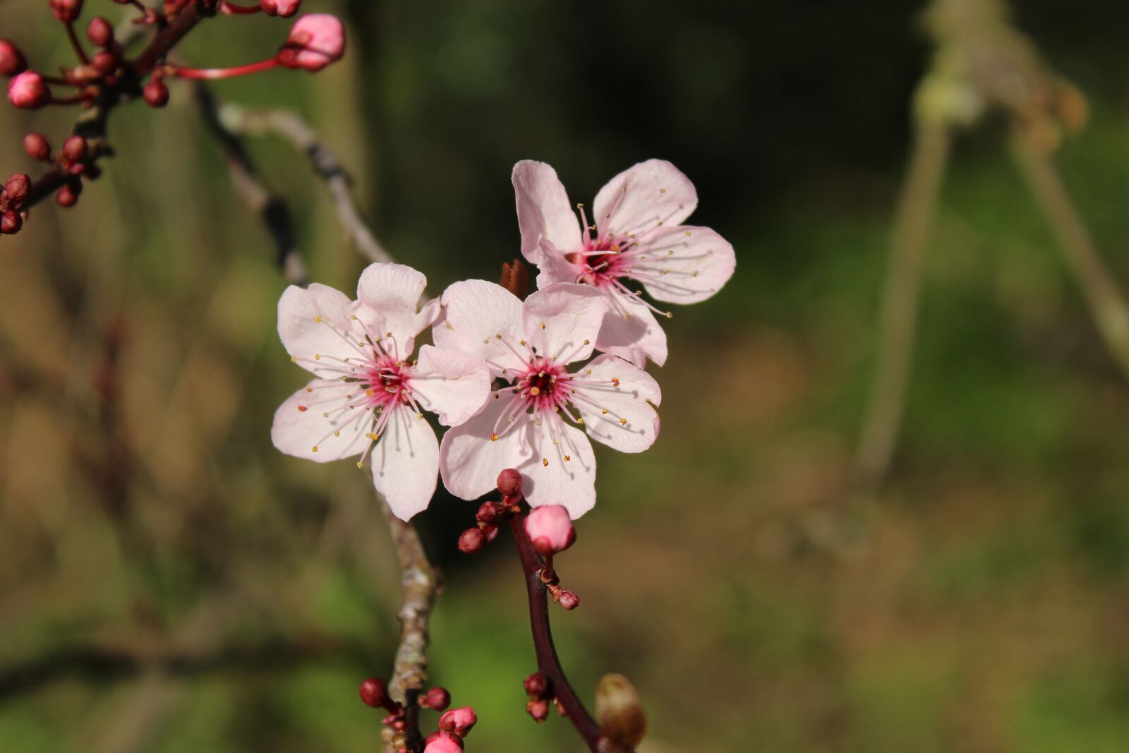 Canon EOS 1200D (EOS Rebel T5 / EOS Kiss X70 / EOS Hi) sample photo. Spring, blossom, park photography