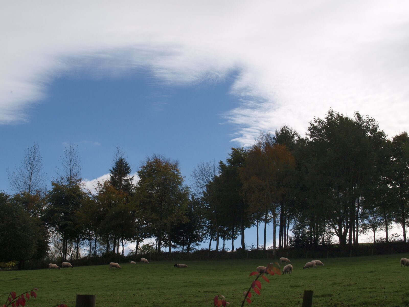 Olympus E-520 (EVOLT E-520) sample photo. Trees, landscape, sky photography