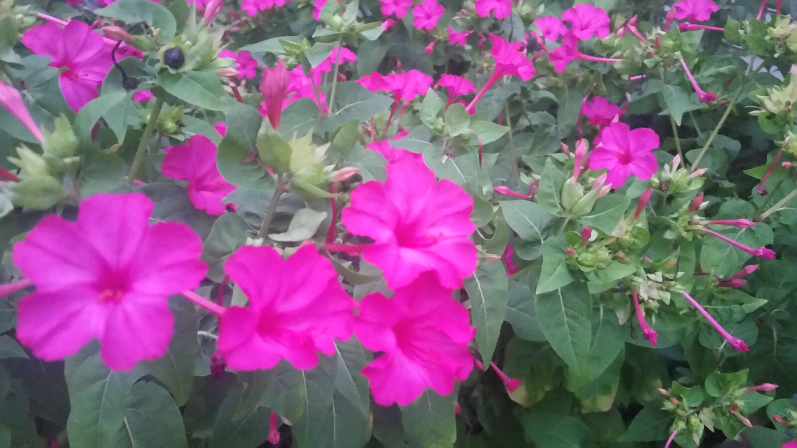 Samsung Galaxy S5 sample photo. Magenta, pink, purple photography