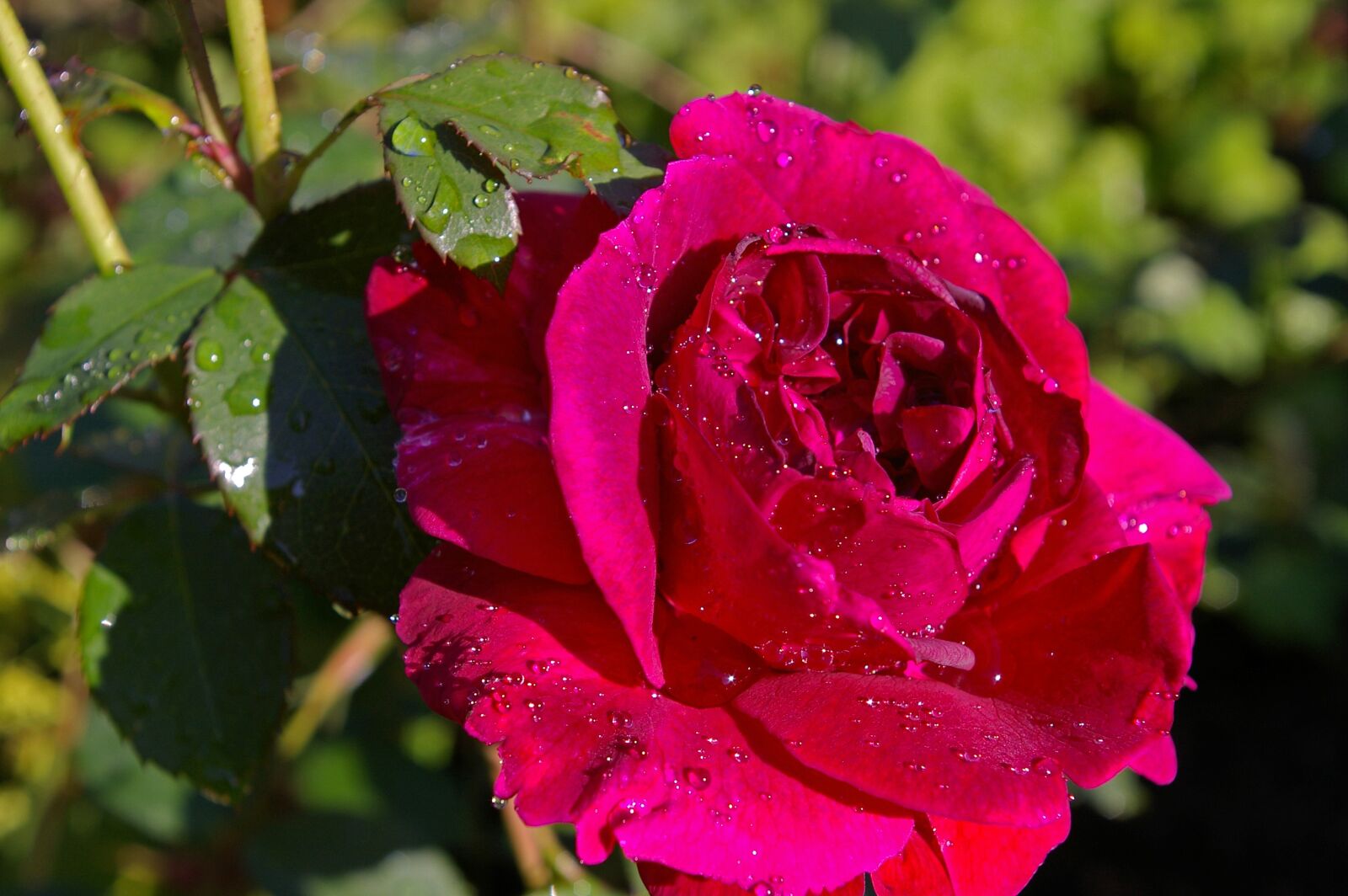 Pentax *ist DL2 sample photo. Rose, red rose, scented photography