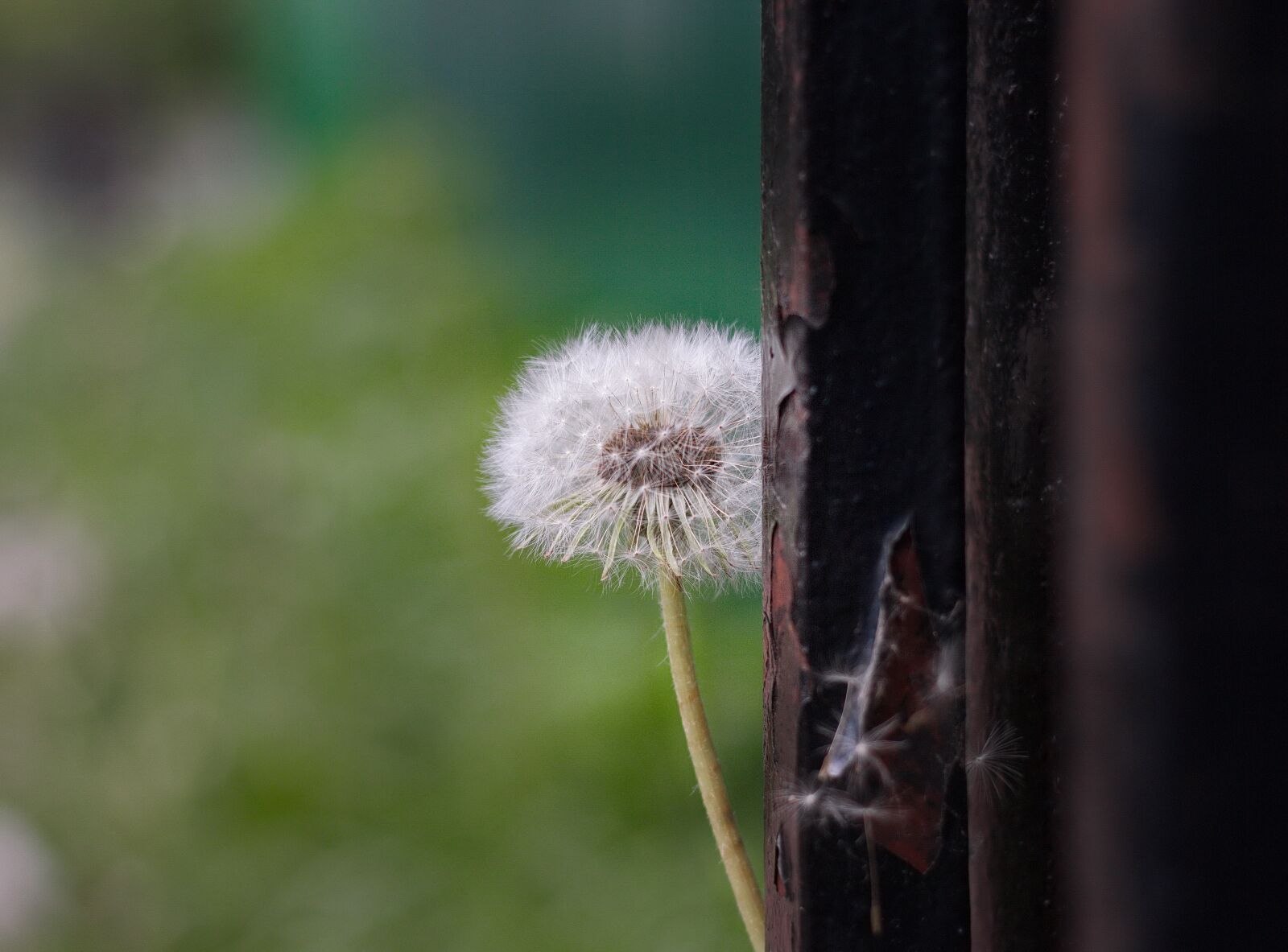 Canon EOS 550D (EOS Rebel T2i / EOS Kiss X4) sample photo. Flower, dandelion, nature photography