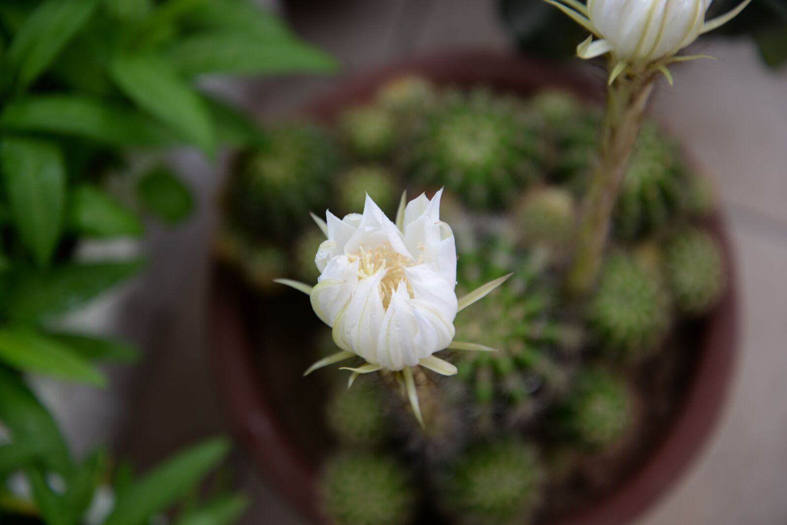 Nikon D610 sample photo. Plant, flower, prickly pear photography