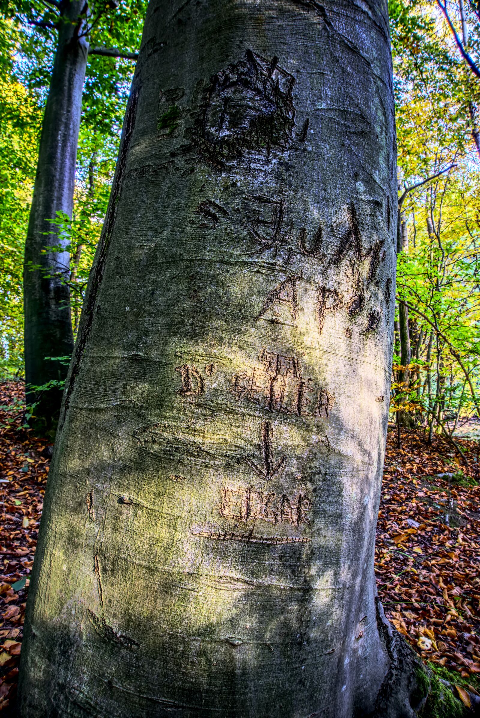 Sony E 16-50mm F3.5-5.6 PZ OSS sample photo. Log, initials, bark photography