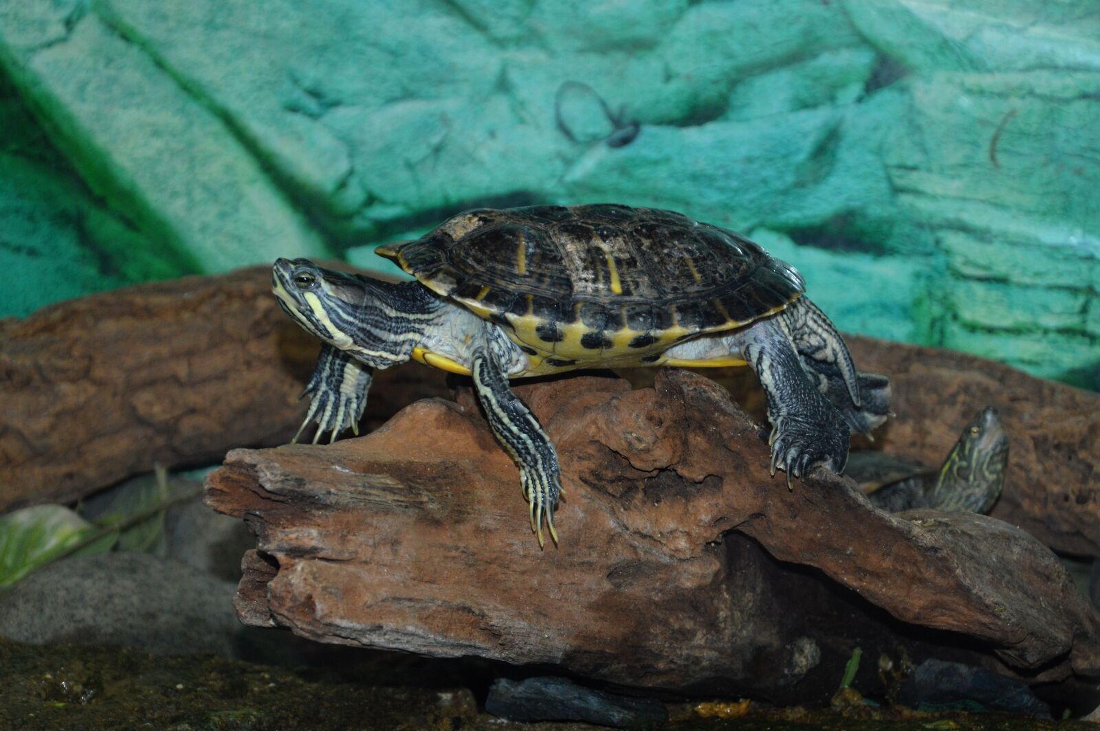 Nikon D3200 sample photo. Turtle, animal, water photography