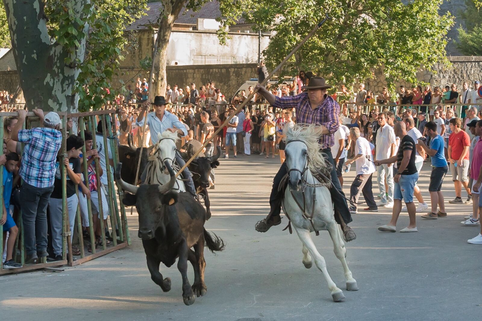 Nikon D750 sample photo. Beaucaire, bulls, 100 bulls photography