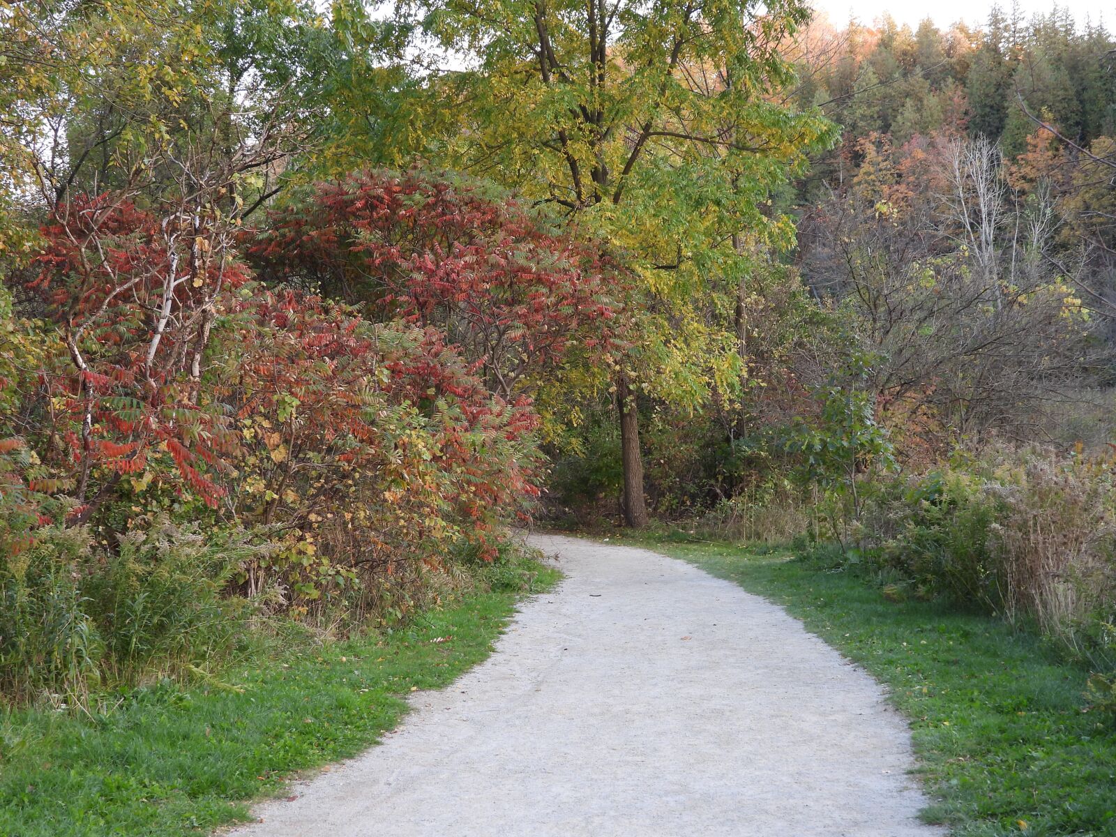 Nikon Coolpix P1000 sample photo. Trees, pathway, nature photography