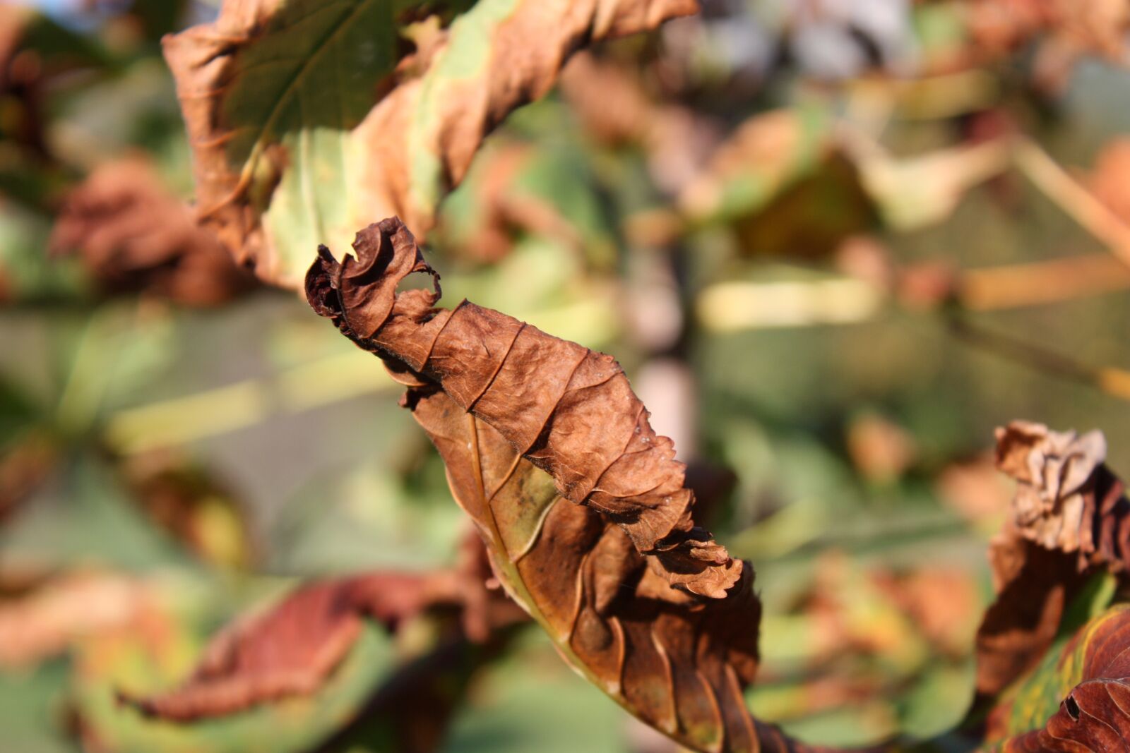 Canon EOS 450D (EOS Rebel XSi / EOS Kiss X2) sample photo. Autumn, brown, fall photography