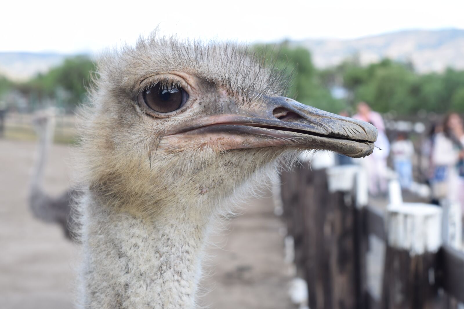 Nikon D5300 sample photo. Ave, animal, nature photography