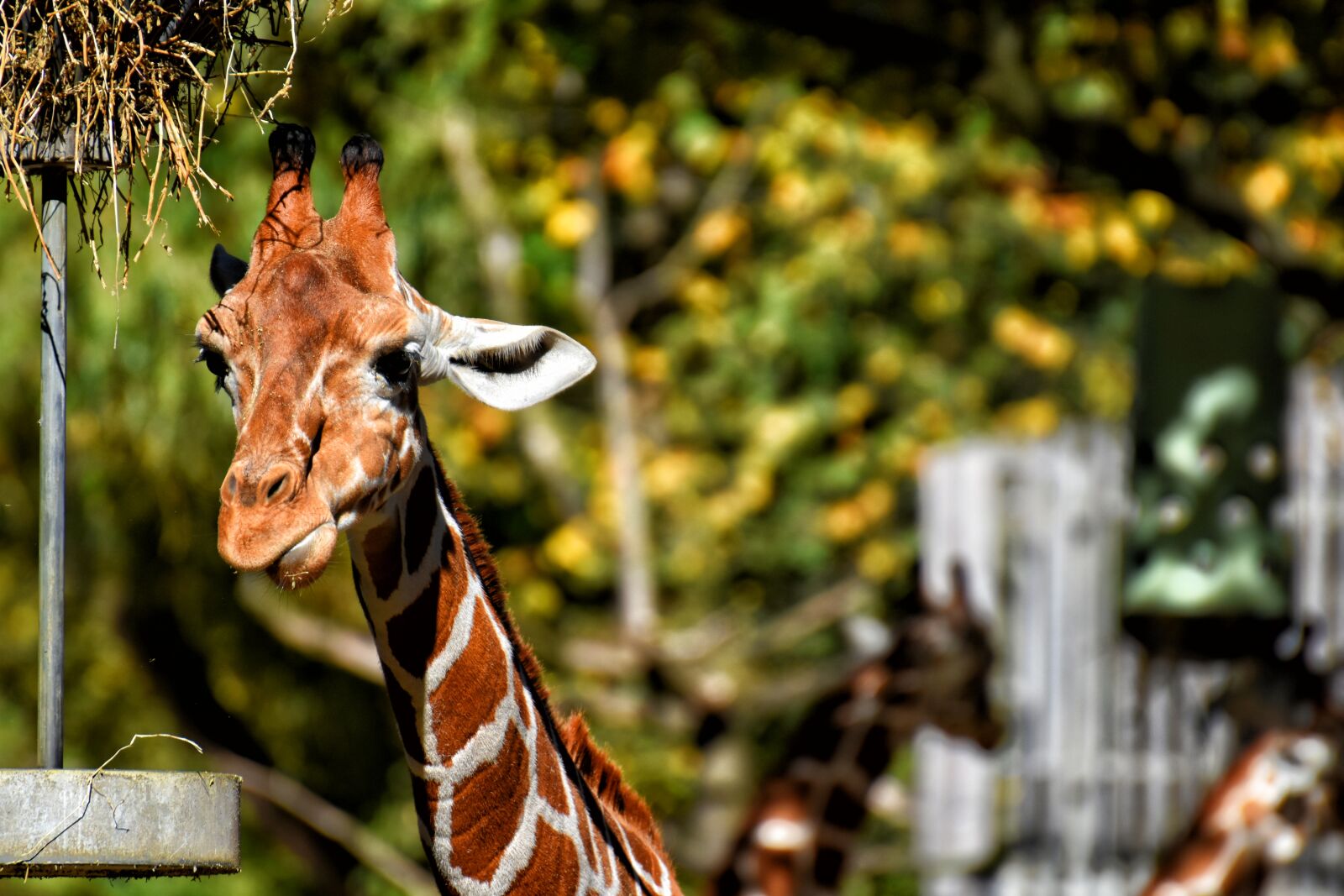 Nikon D7200 sample photo. Giraffe, zoo, animal photography