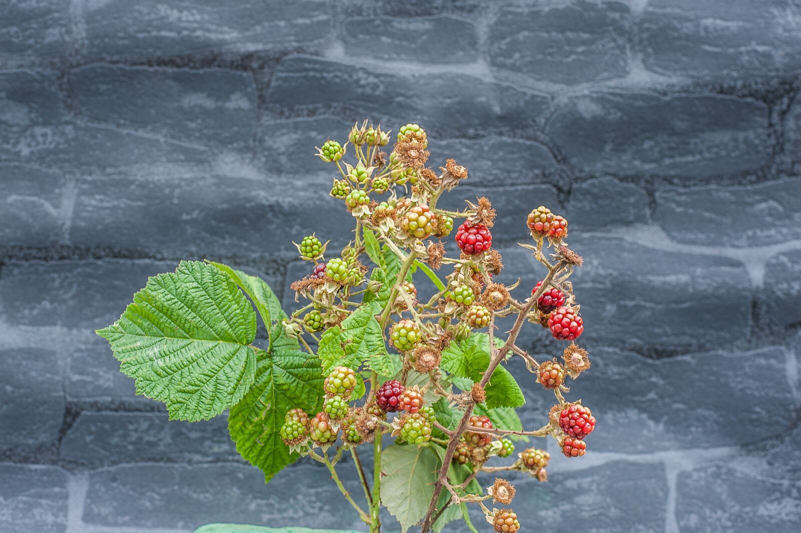 Nikon D700 sample photo. Blackberry, fruit, nature photography