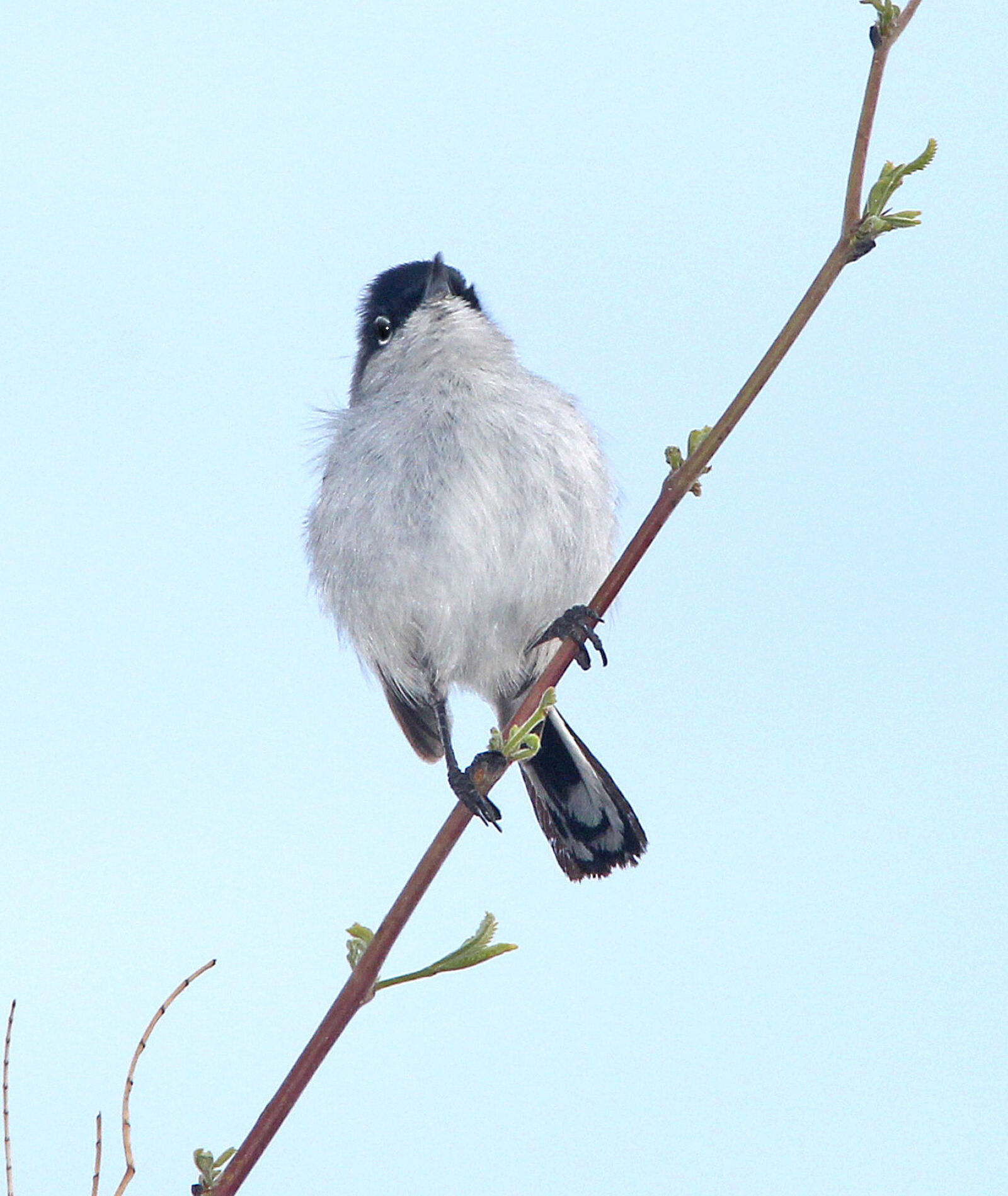 Canon EF 300mm F4L IS USM sample photo