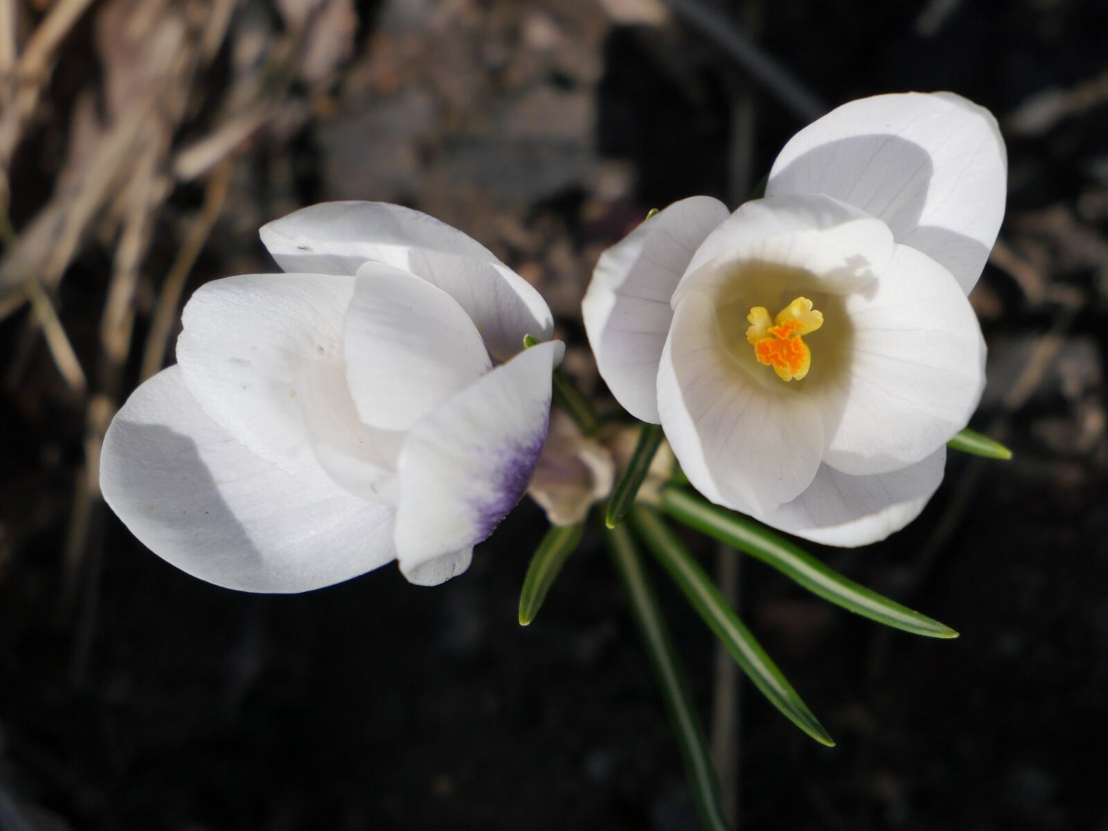 Panasonic Lumix DMC-GH4 sample photo. Flower, nature, petal photography