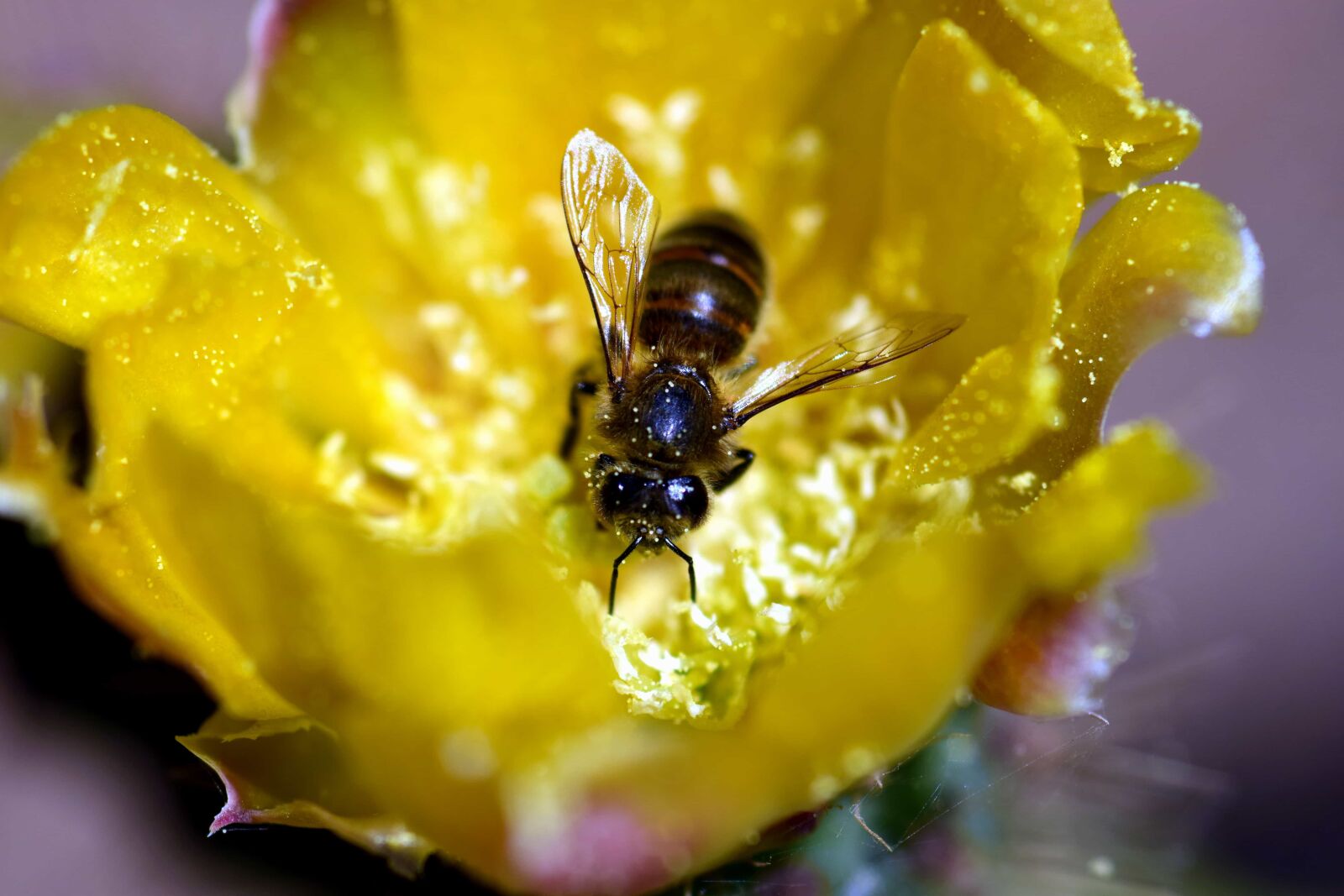 Nikon D3300 sample photo. Bee, pollen, nectar, pistil photography