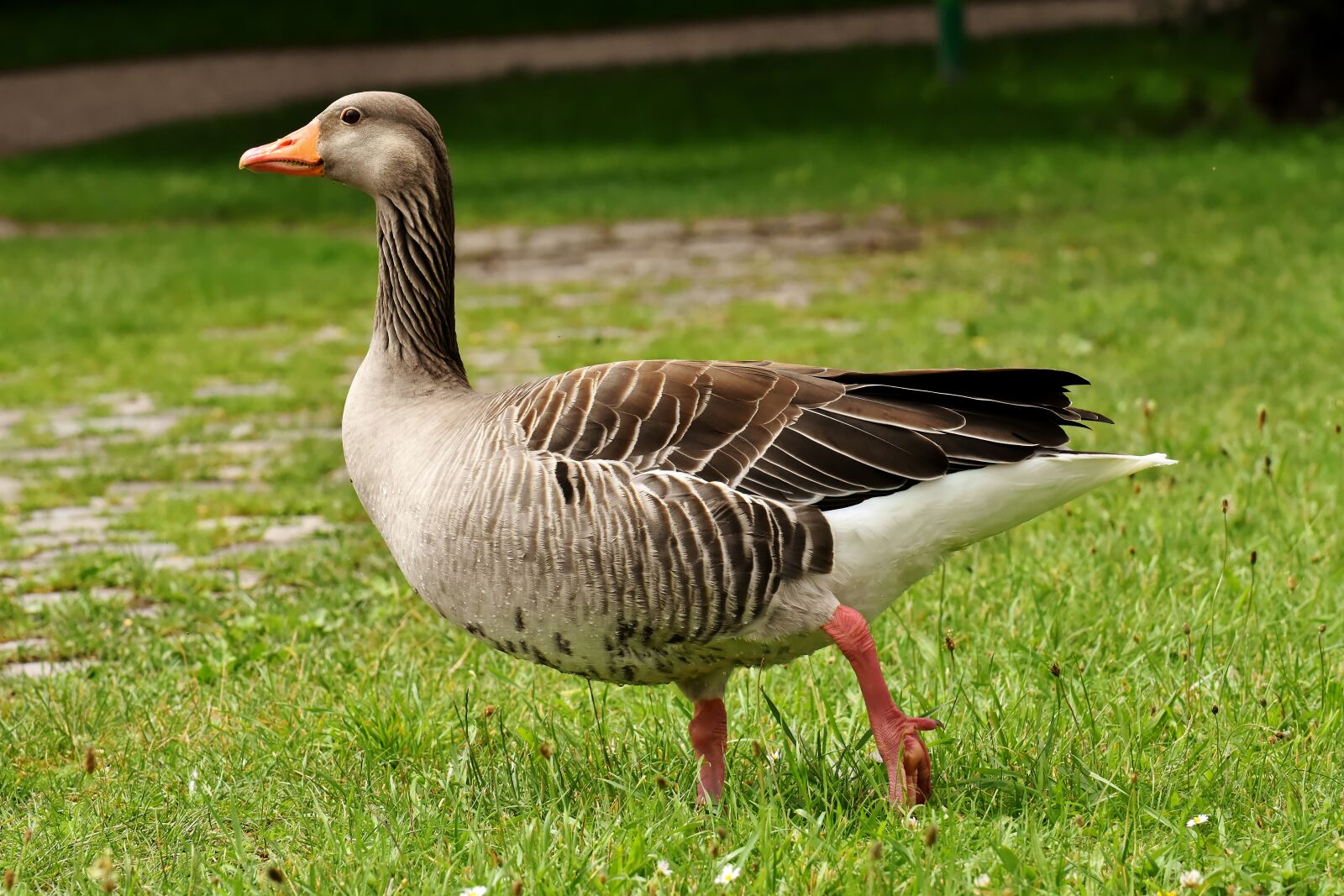 Nikon D7200 sample photo. Goose, wild goose, water photography