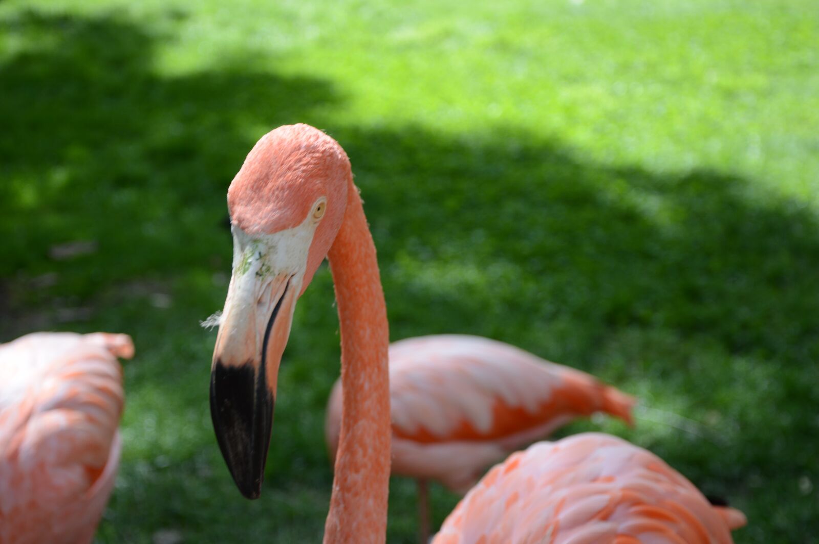 Nikon D3200 sample photo. Flamingo, rosa, nature photography