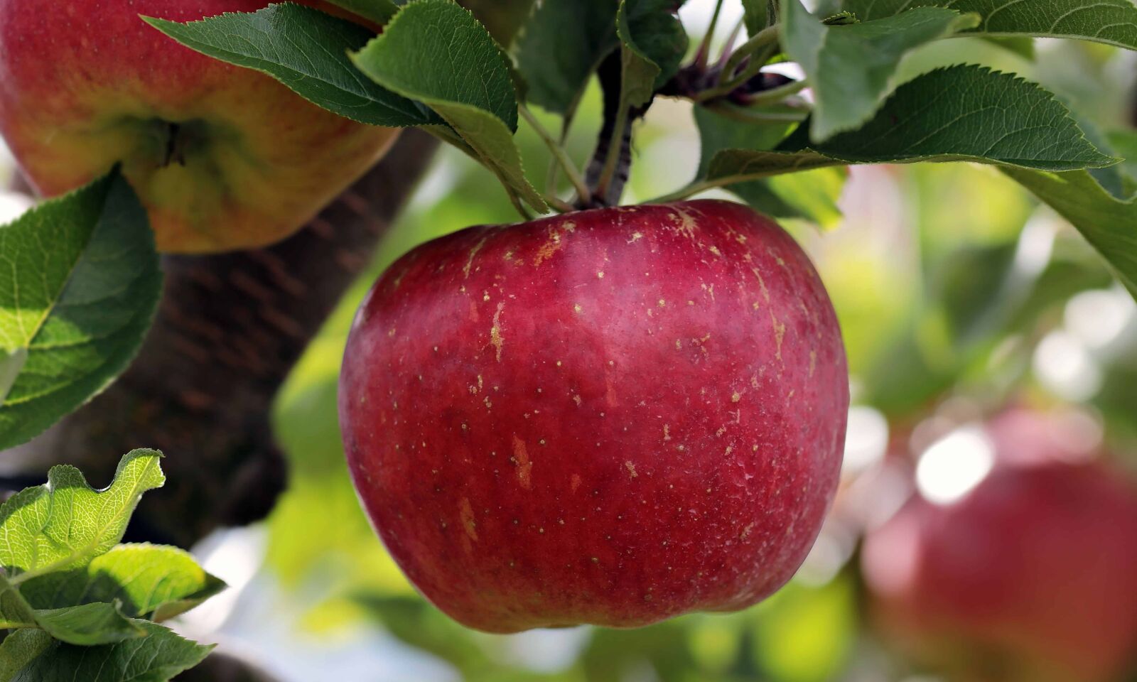 Canon EOS 80D sample photo. Orchard, nutrition, leaf, fruit photography