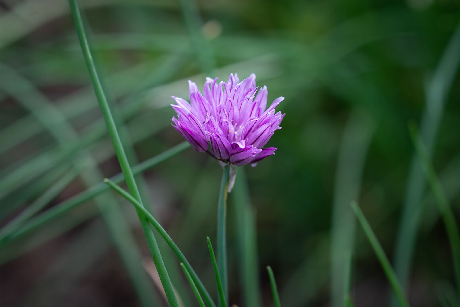 Nikon D7100 sample photo. Chives, chives blossom, blossom photography