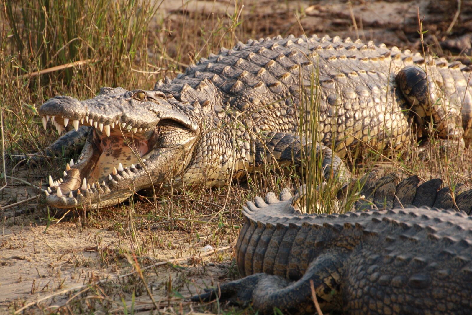 Canon EOS 1000D (EOS Digital Rebel XS / EOS Kiss F) sample photo. Crocodile, wildlife, nature photography