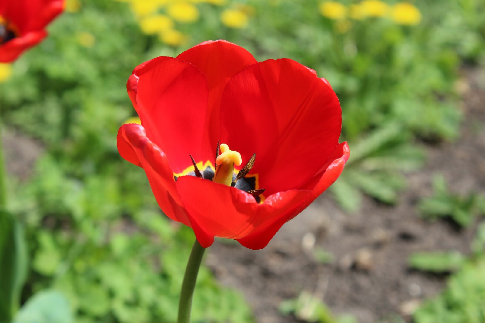 Canon EOS 1200D (EOS Rebel T5 / EOS Kiss X70 / EOS Hi) sample photo. Red tulip, core, macro photography