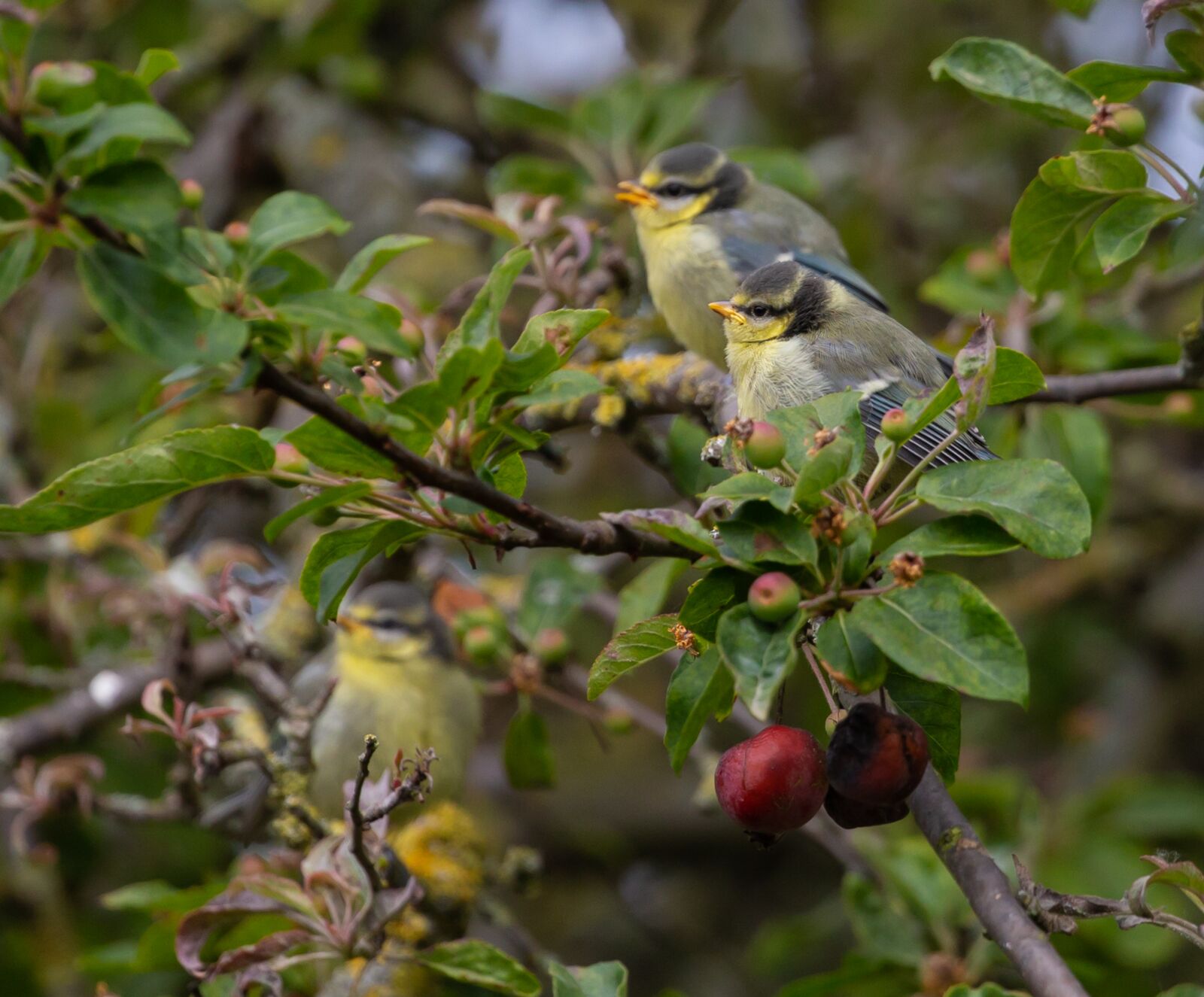 Canon EOS 5D Mark III sample photo. Fledgling blue tit, baby photography