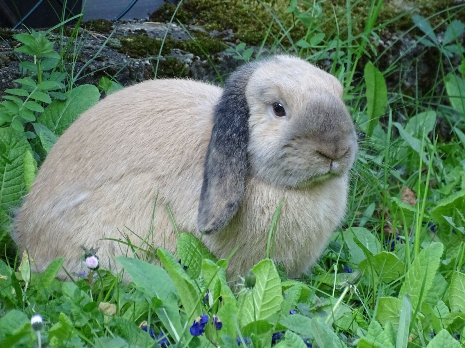 Sony Cyber-shot DSC-HX350 sample photo. Dwarf aries, hare, long photography